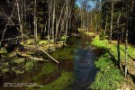 Spływ kajakowy rzeką Brdą